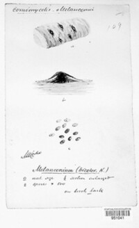 Image of Melanconium bicolor